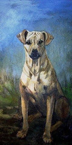 animal13